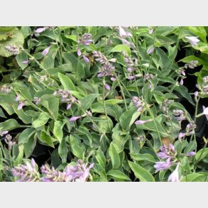 Hosta hybrid 'Blue Cadet' - Dv�rg Funkia