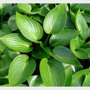 Hosta hybrid 'Devon Green' - Funkia