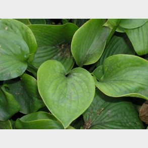 Hosta sieboldiana 'Elegans' - Funkia