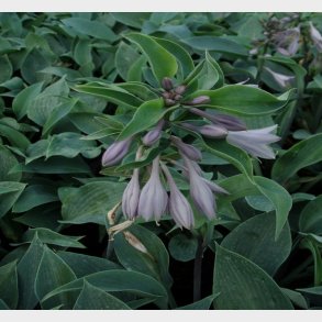 Hosta tardiana 'Halcyon' - Funkia