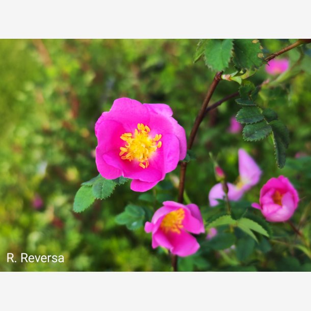 Rosa reversa
