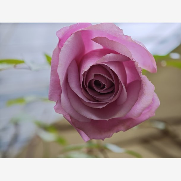 La Rose du Petit Prince