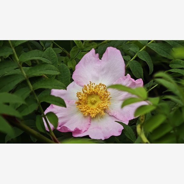 Rosa roxburghii