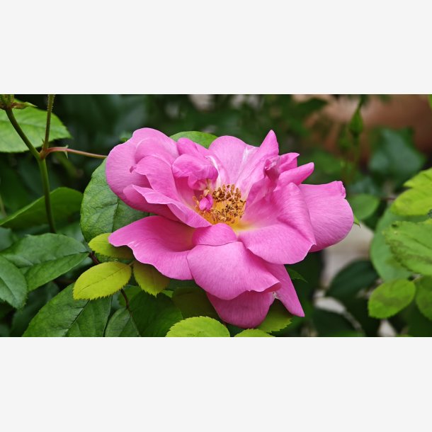 Rosa Marguerite Hilling