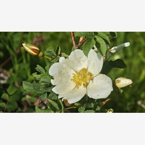 Rosa spinifolia altaica
