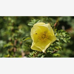 Rosa pteragonis