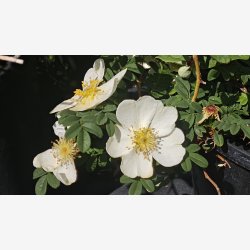 Rosa omeiensis pteracantha