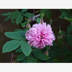 Rosa cinnamomea Foecundissima