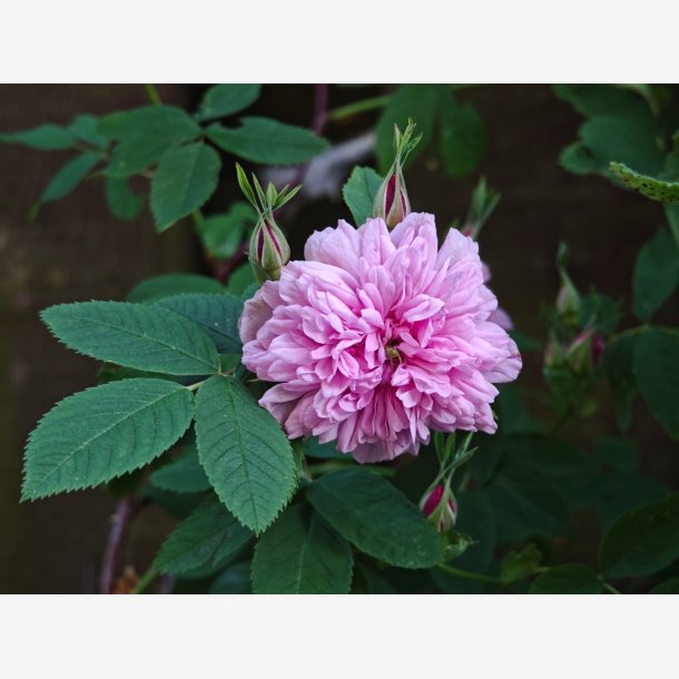 Rosa cinnamomea Foecundissima