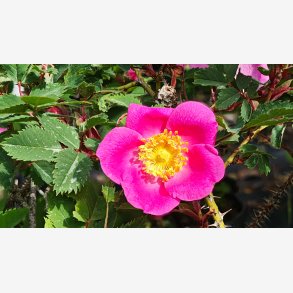 Rosa sheradii