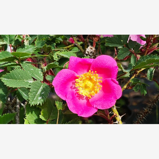 Rosa sheradii