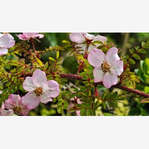 Rosa farrerii persetosa