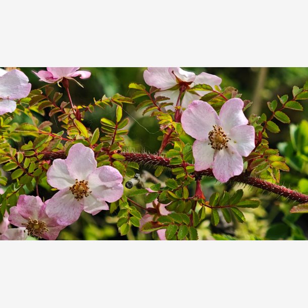 Rosa farrerii persetosa