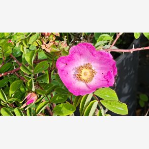 Rosa forrestiana