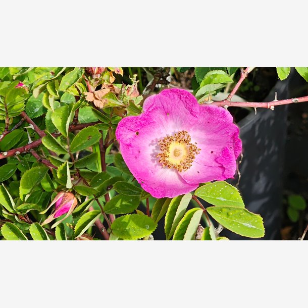 Rosa forrestiana