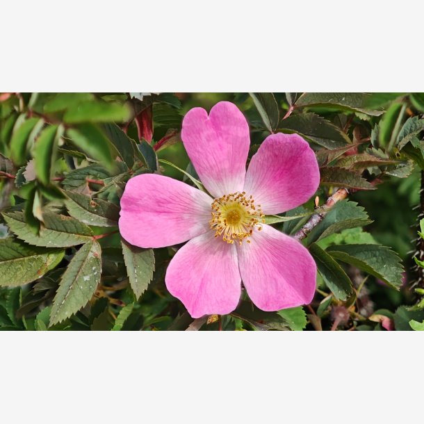 Rosa glauca (Rosa rubrifolia)