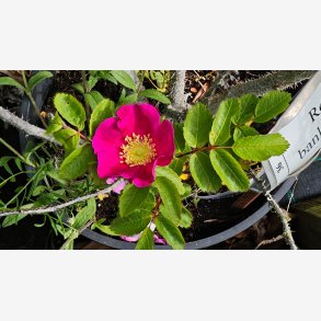 Rosa banksiopsis
