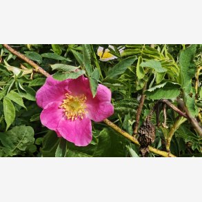 Rosa wardii