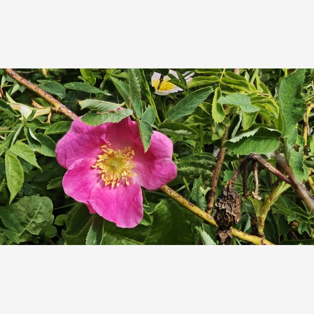 Rosa wardii