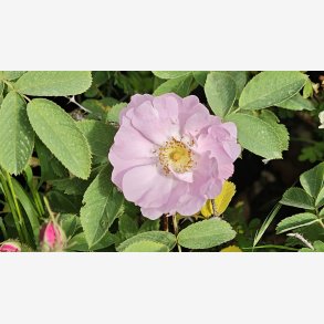 Rosa obtusifolia