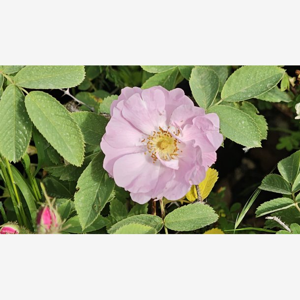 Rosa obtusifolia