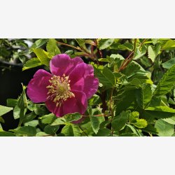 Rosa capreolata