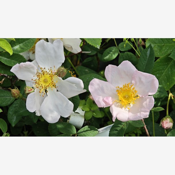 Rosa sancta