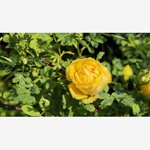 Rose hemispherica (Rosa sulphureae)