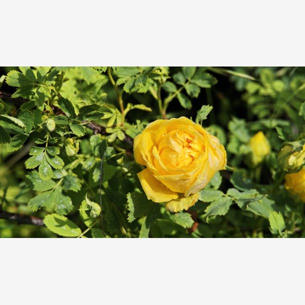 Rose hemispherica (Rosa sulphureae)
