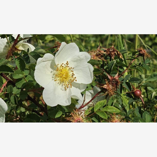 Rosa spinosissima