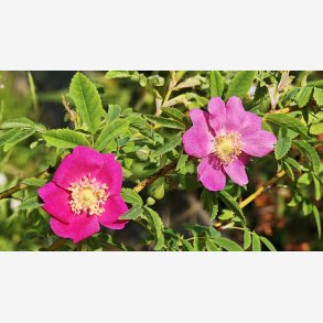 Rosa wardii culta