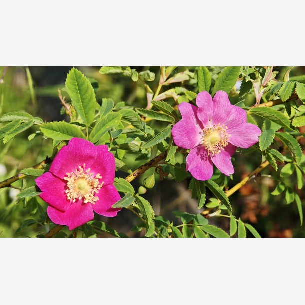 Rosa wardii culta
