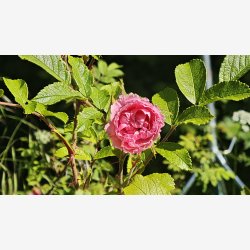 Pink Grootendorst