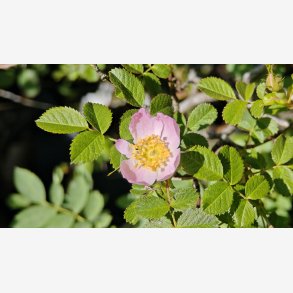 Rosa iberica