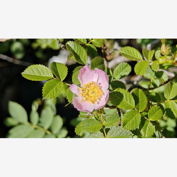 Rosa iberica
