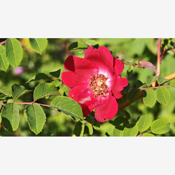 Rosa pruhoniciana
