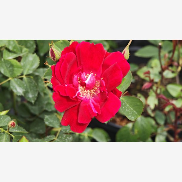 Rosa chinensis multipetala rouge