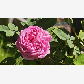 Rosa comtesse Cecile de Chabrillant
