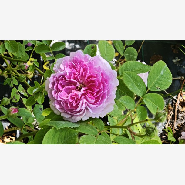 Bijou des Prairies