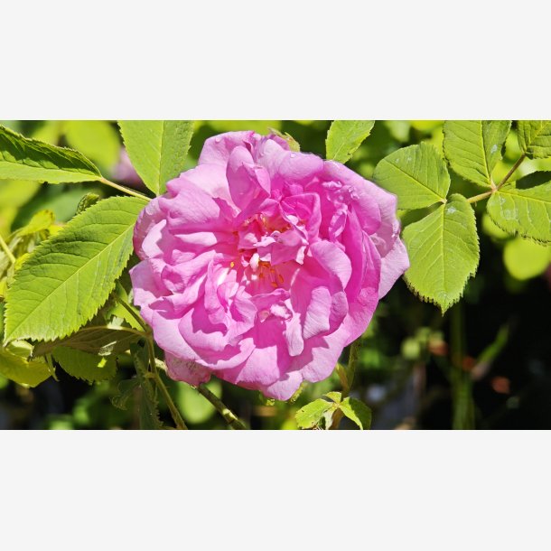 Rose de Provins