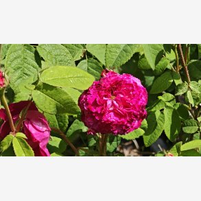 Cramoisie Picot�e