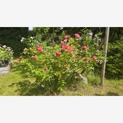 Rosarium Uetersen (Klatrerose)