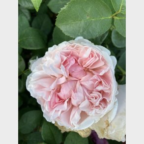 Komtessen af Rosenborg 