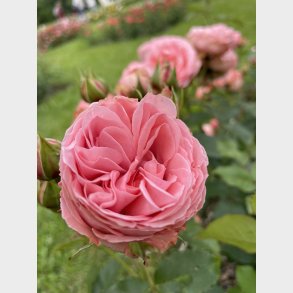 What a Wonderful World 