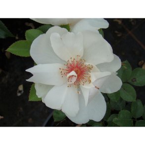 Jacqueline du Pr&eacute;