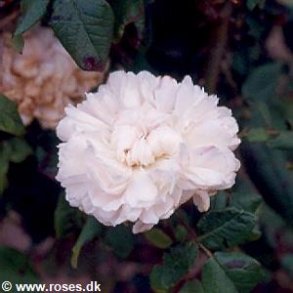 Jacques Cartier HVID