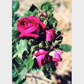 Souvenir de Dr. Jamain