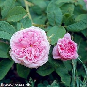 La Ville de Bruxelles