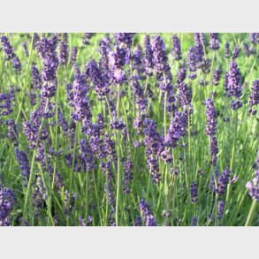 Lavandula angustifolia 'Hidcote Blue' - Lavendel