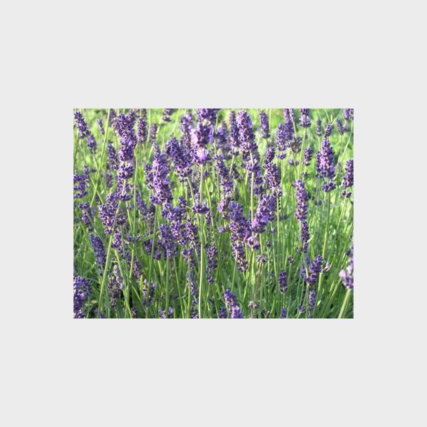 Lavandula angustifolia 'Hidcote Blue' - Lavendel